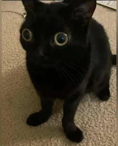 my little skrinkly scrimblo 🤗🤗