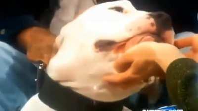 They are such a misunderstood breed