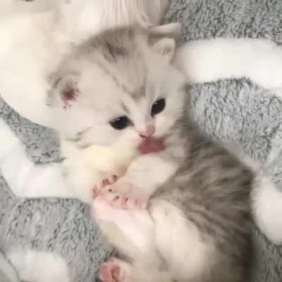 So soft and beautiful kitty 💞