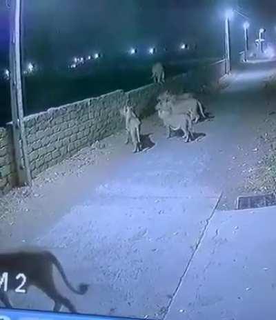 A pride walking on the streets of Gujrat (india) 🦁