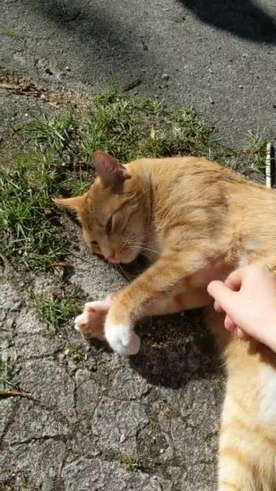 I'm not saying that I'm a cat whisperer. All I'm saying is that suspiciously many cats enjoy belly rubs from me 🧐🤔