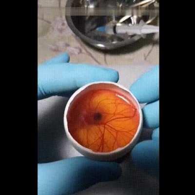 Growing a chicken in an open egg