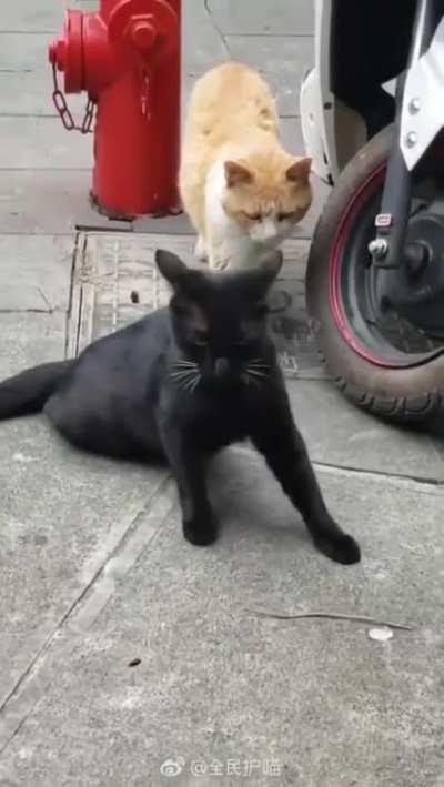 Wait, No It’s Not What It Looks Like.