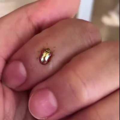 🔥 Color shift on the Golden Tortoise Beetle