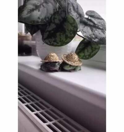 What are Kermit and Pepe gossiping about?