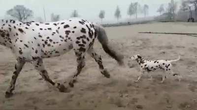 Wait a minute, brother.Tell me why you're so big!