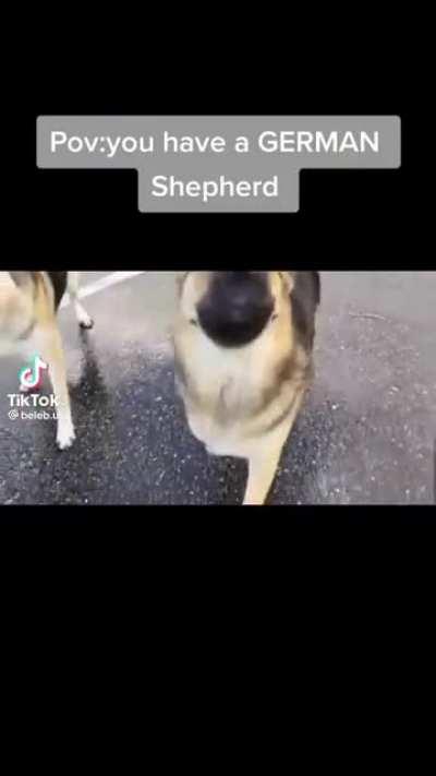 Anomaly need this dog