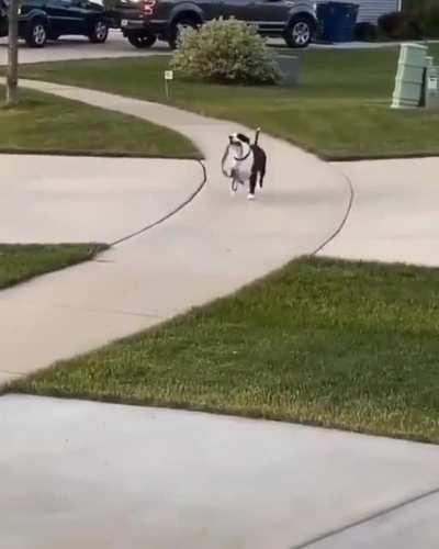 Good boy doesn’t even need his hooman