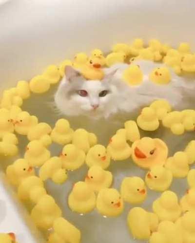 No questions, only ducks.