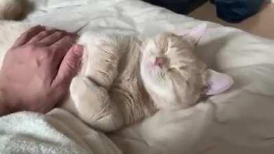 Sleepy precious kitty