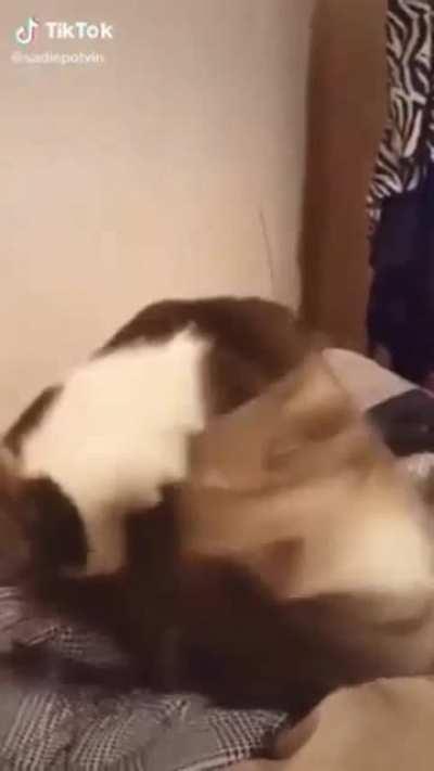 Forgive me for making this.