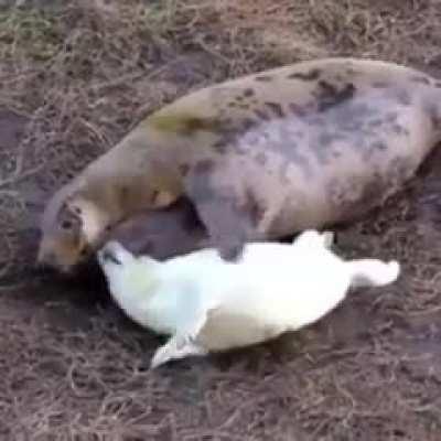A baby seal loves mom's tickles