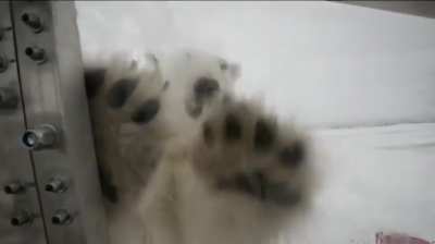 Wildlife filmmaker testing integrity of 