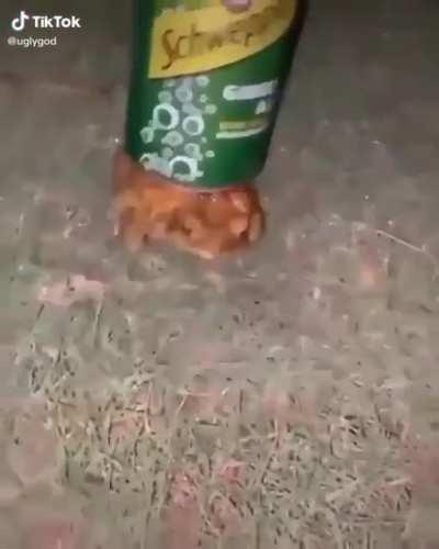 forg with da ginger ale.