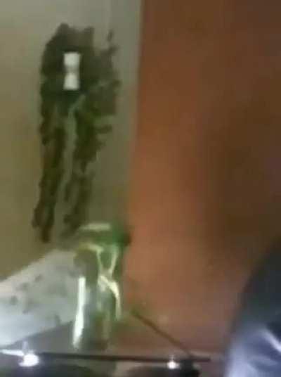 This is why I don't want a cat