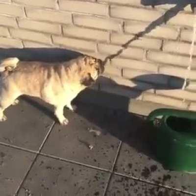 He is trying to drink a shadow