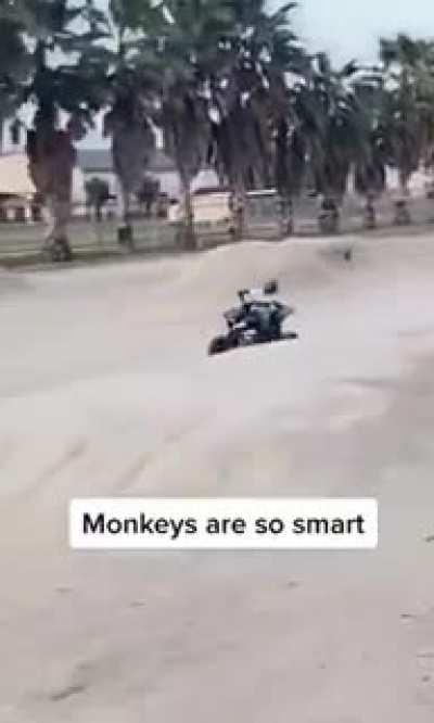 yooo monky