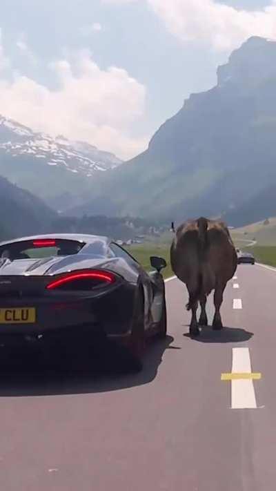 Cow blocking the road