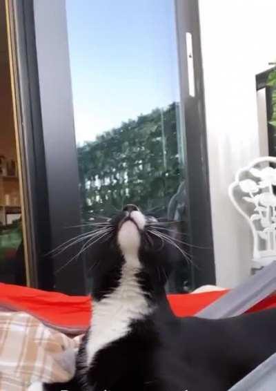 Rosie discovered airplanes while relaxing on the hammock