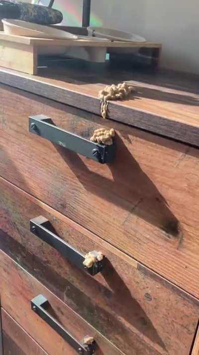 The way my cat vomitted