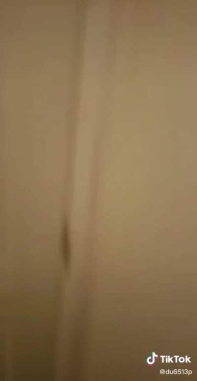 The mystery of the invisible bug