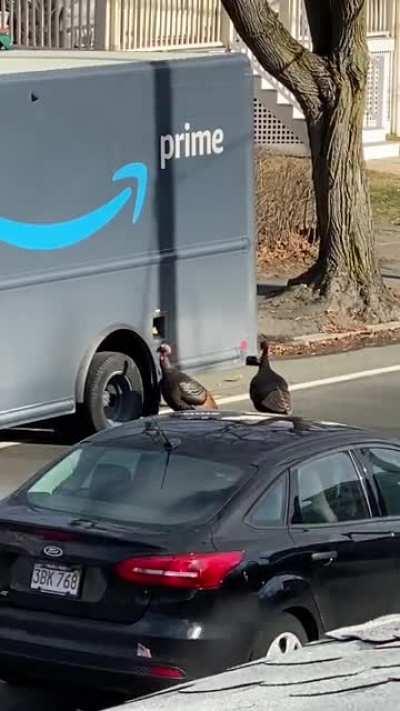 Turkeys vs Drivers