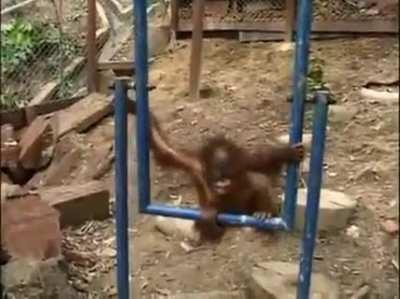 Coitado du magago 🐒🐒🐒🐒