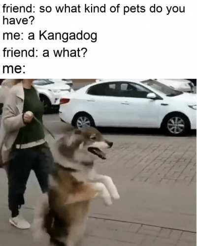 it's an Australian breed