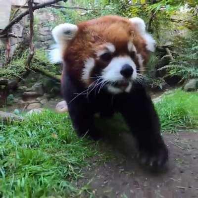 I’m back to download more red panda vids guys