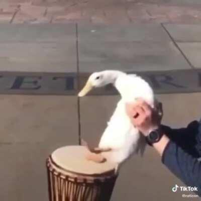 I WILL UPVOTE EVERY COMMENT btw enjoy bongo duck, upvote yall