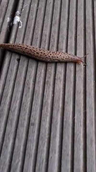 Der Tigerschnegel wurde gesichtet 🐅🐌