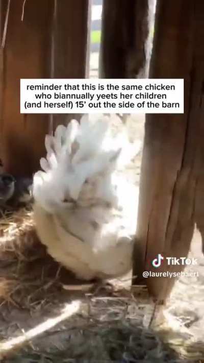 reminder that this is the same chicken who biannually yeets her children (and herself) 15' out the side of the barn