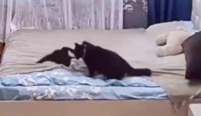 Mum telling the little kitty off and fixing the mess it made 🐱