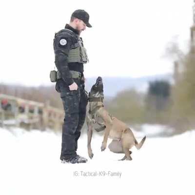 Well trained tactical pupper