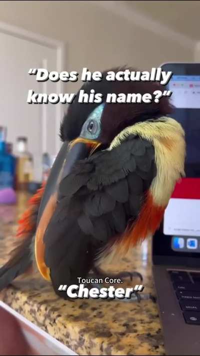 TOUCAN CORE