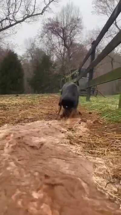 The irrigation dog back at it again.