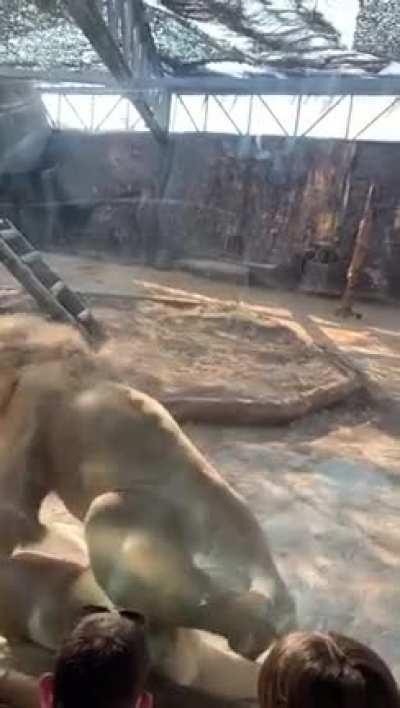 Think twice before taking your kids to the Zoo's these days😂😂