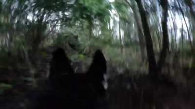 Luna breaks brush in search of something interesting