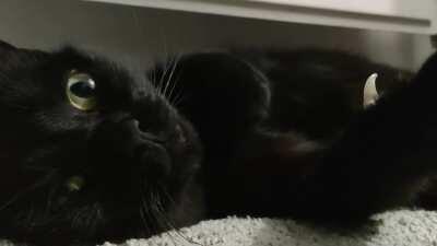 Chilling by the radiator