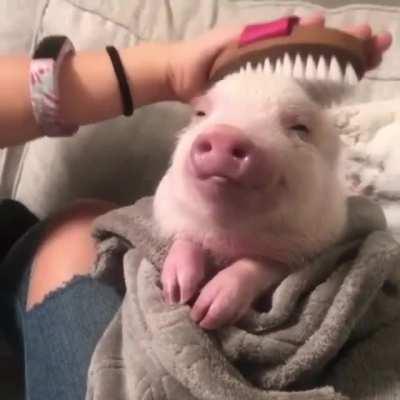 Cute pig.