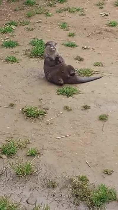 Otter at Woburn Safari Park having a juggle and a squeak with his favourite(?) rock