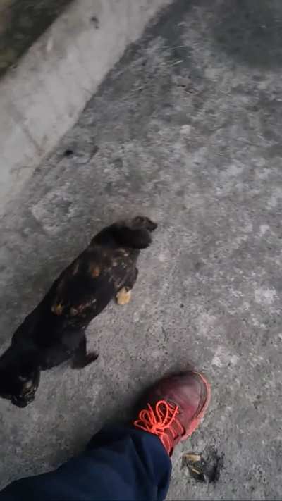 Met this friendly tortie while walking home from work