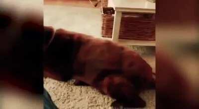 Dog fart made the cat comit!