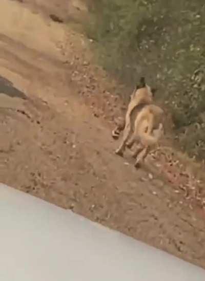 Stray dog finds human arm in woods.