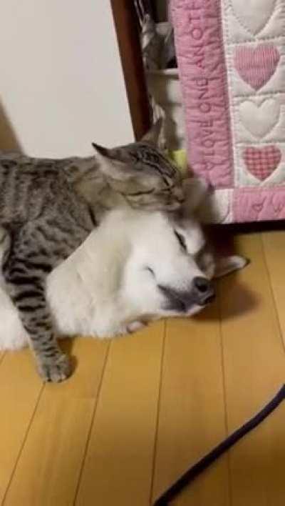 Your fluff must be clean according to the cat's requirements.