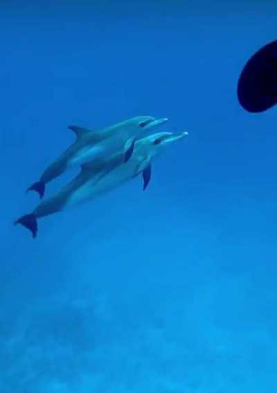 Swimming with dauphins in Jamaica