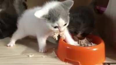 Too focused to the food I guess.