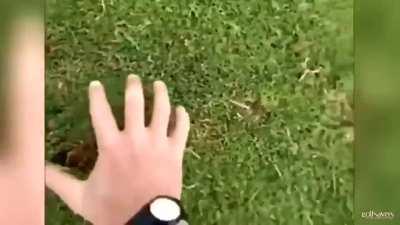 Falador Hard Diary.MP4