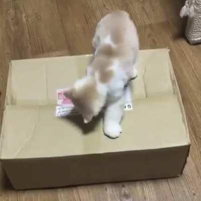 Gochta! Furry arms coming out of the box!