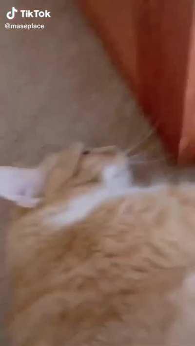 What about a wheeze?